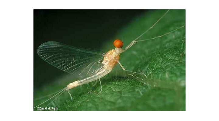 Conceptos básicos de entomología